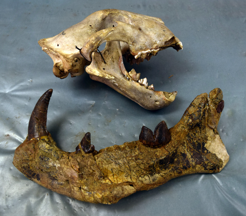 Some of the fossils discovered of Simbakubwa.